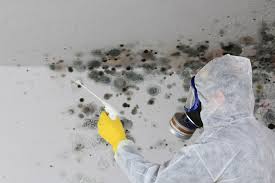 Best Mold Prevention Services in Burien, WA